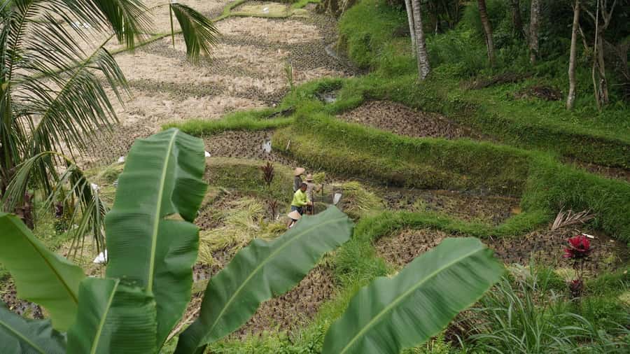 Bali: Sacred Water Temple Ritual and Balinese Healing Spa - Taking part in the Melukat purification