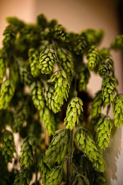 BEER SPA Niedermorschwihr - Booking details worth knowing