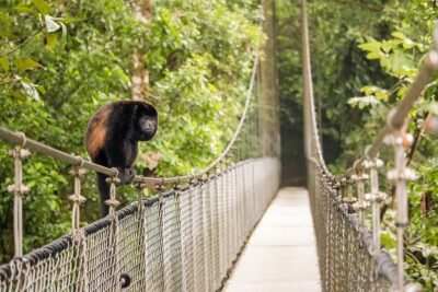 Combo Arenal : Suspension Bridges + Hot Springs + Fortune Falls