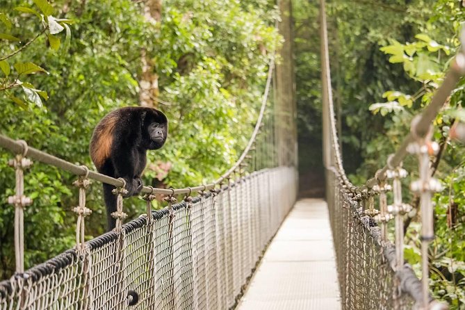 Combo Arenal : Suspension Bridges + Hot Springs + Fortune Falls - Arenal Hanging Bridges, where the forest becomes the view