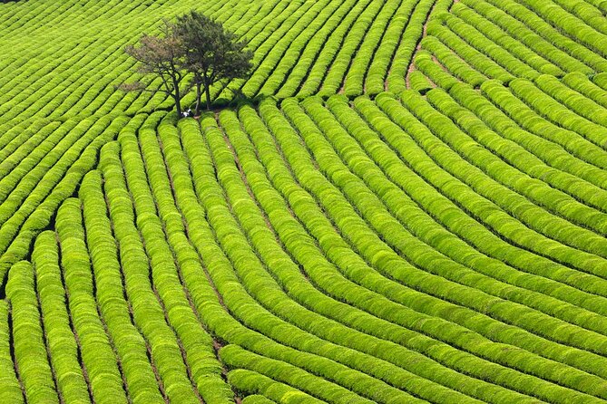 Discover Round Korea in 7days: All-Inclusive Experience - Day 3: Tea country and coastal wetlands