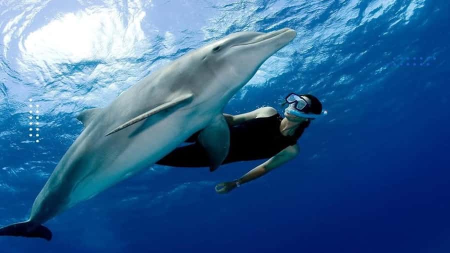 Hurghada: All-Inclusive Elite VIP Dolphin House & Massage - Key points at a glance