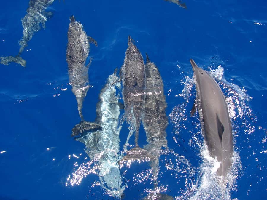 Hurghada: All-Inclusive Elite VIP Dolphin House & Massage - Setting out from Hurghada before the crowds