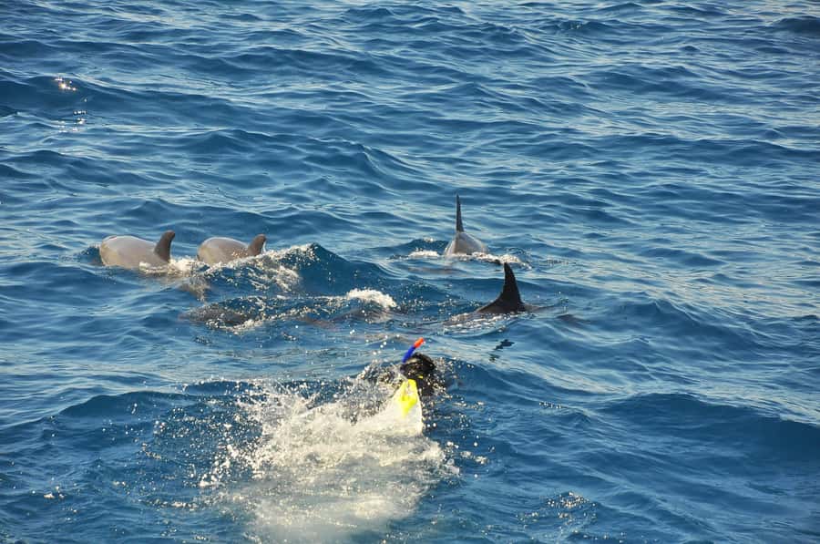 Hurghada: All-Inclusive Elite VIP Dolphin House & Massage - Breakfast, lunch, and drinks on board