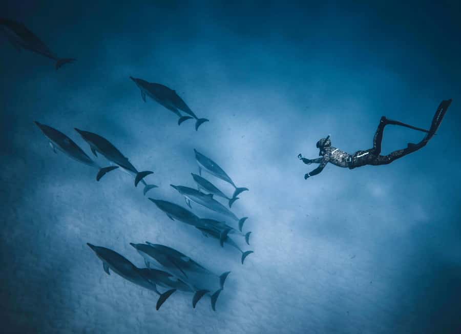 Hurghada: All-Inclusive Elite VIP Dolphin House & Massage - What the $45 price really buys
