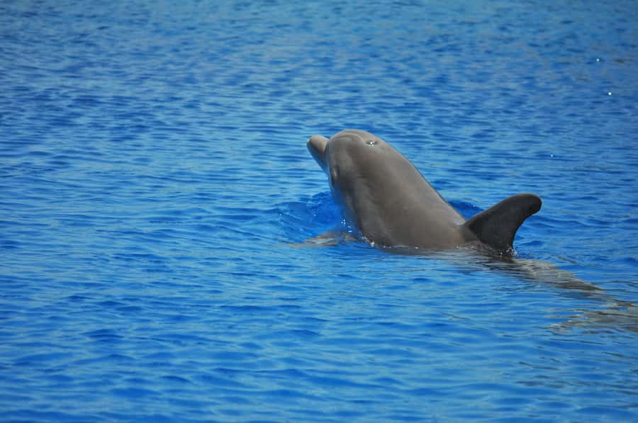 Hurghada: All-Inclusive Elite VIP Dolphin House & Massage - Dolphin House and the rules of a wild encounter