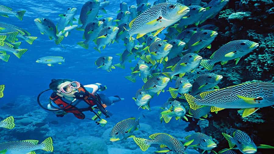 Hurghada:Luxury Diving & Snorkeling inc/Island/Lunch/Massage - Small Giftun and your first underwater session