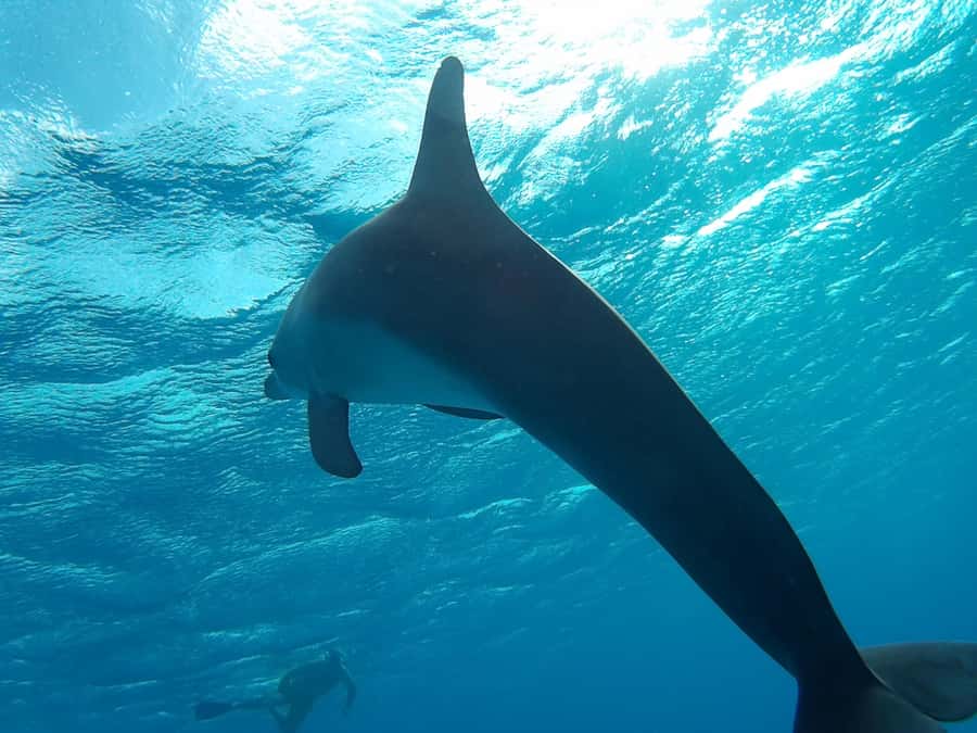 Hurghada: Luxury Orange Bay w/Snorkeling, Massage and Diving - What the $58 price really covers