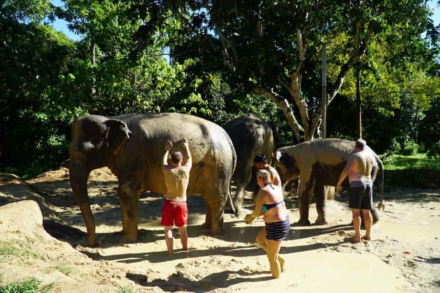 Koh Samui: Half-Day Ethical Elephant Sanctuary with Mud Spa - Meeting Rescued Elephants at Samui Elephant Spa