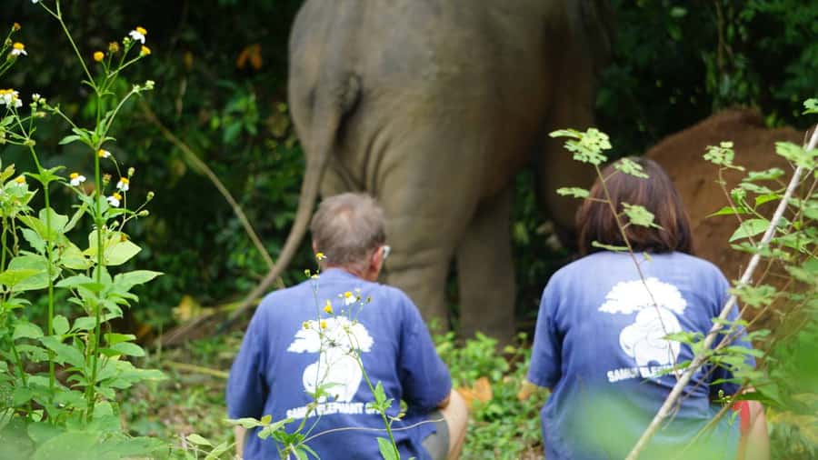 Koh Samui: Half-Day Ethical Elephant Sanctuary with Mud Spa - Noodle Soup, Fruit, and a Practical Finish