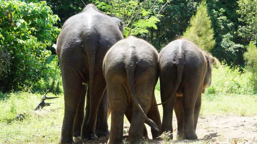 Koh Samui: Half-Day Ethical Elephant Sanctuary with Mud Spa - What to Pack for the Four Hours