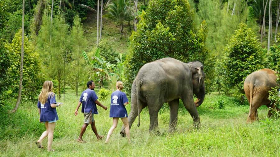 Koh Samui: Half-Day Ethical Elephant Sanctuary with Mud Spa - Should You Book Samui Elephant Spa?