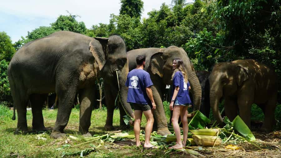 Koh Samui: Half-Day Ethical Elephant Sanctuary with Mud Spa - Walking Through the Jungle With the Elephants