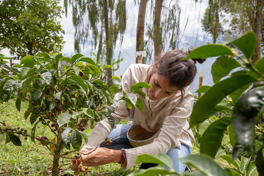 Medellin: Horseback Riding Coffee Farm Tour with Coffee Spa - Key points at a glance
