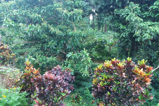 Pepper's Choice : Waterfalls, Sulphur Spa & Black Sand Beach - Mero Beach adds sun, sand, and lunch