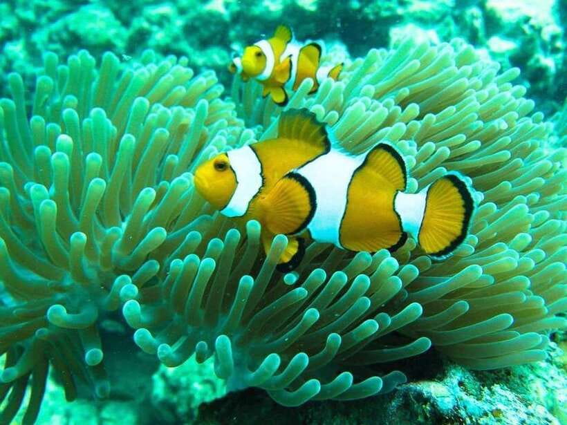 Phuket: 3 Khai Islands Relax & Snorkeling Half/Full Day Tour - Khai Nai Island gives you the classic beach stop