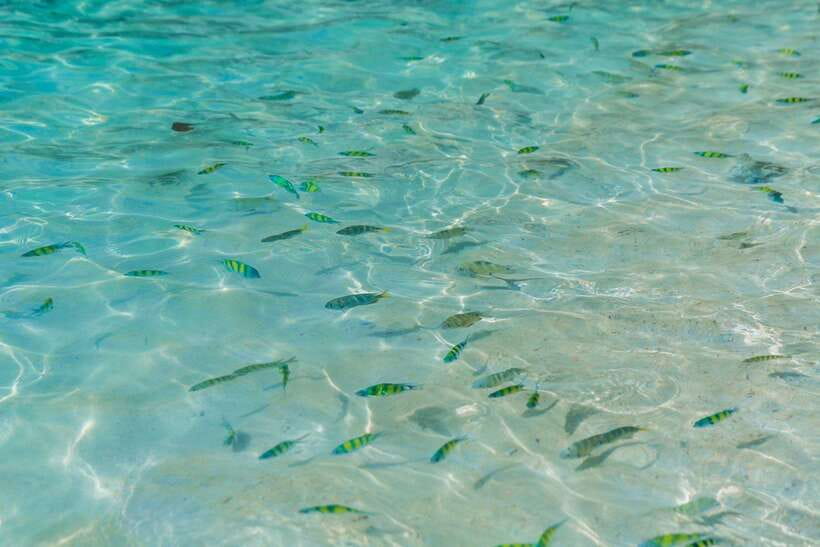 Phuket: 3 Khai Islands Relax & Snorkeling Half/Full Day Tour - Morning, afternoon, or full day?