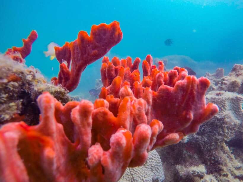 Puerto Princesa: Honda Bay Island Hopping & Optional Massage - Cowrie Island, Lunch, and the Longest Stop